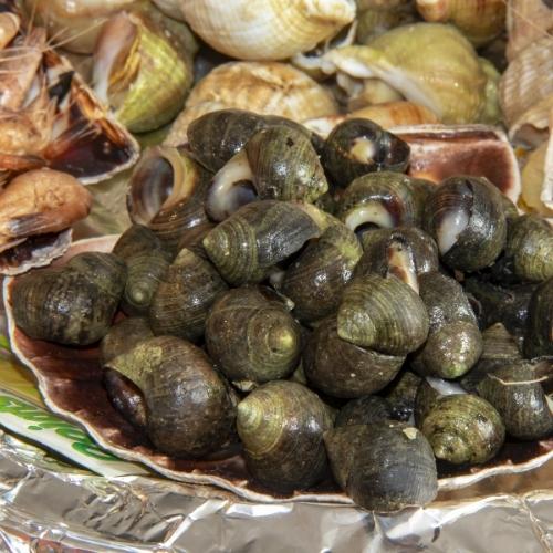 Cuisson des bigorneaux