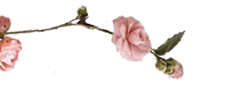 branche roses