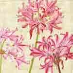 Set de 20 serviettes papier moyen modele 'Linen Surprise Lily' 20cm X 20cm