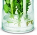 Conservateur d'herbes fraiches