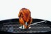 Grille-volaille avec réceptacle à marinade de 250 ml