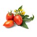 Lingot pour Potagers Véritable Mini Tomate Rouge