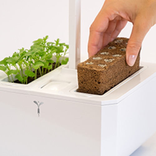 Lingot Véritable Myosotis - Recharge Tout-en-un Pour Potager D'intérieur, Graines Bio Incluses - 7